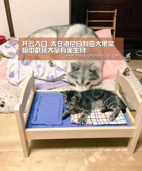 开云体育官网